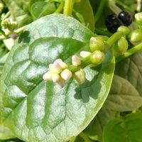 ツルムラサキ,おうちde菜園,おうちde菜園　たなばたの画像