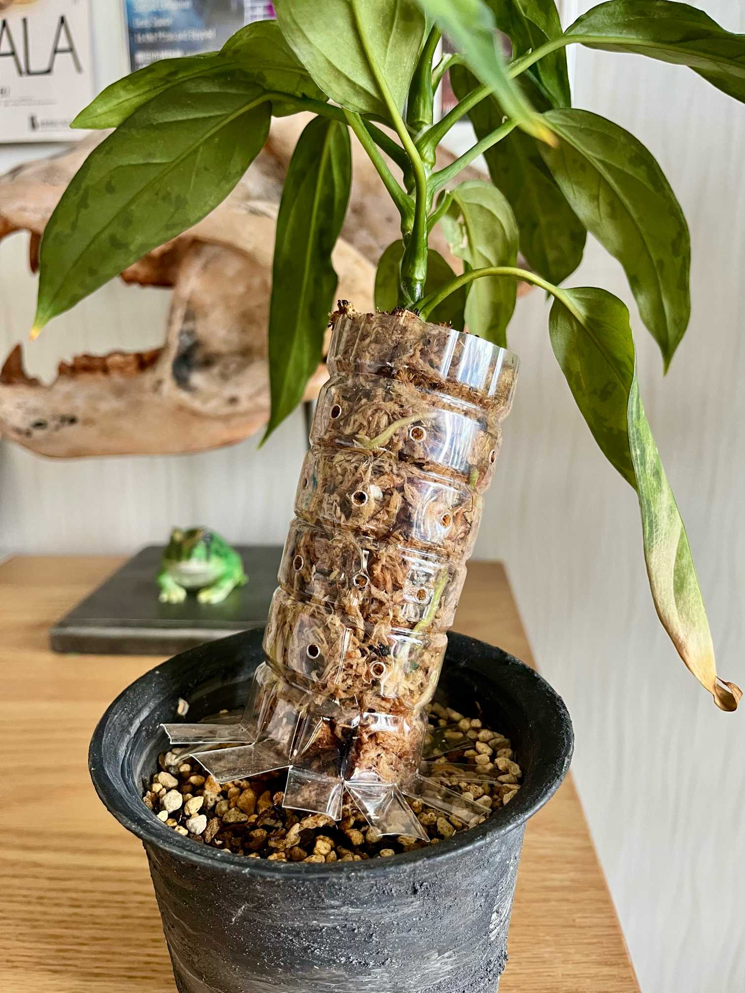 【アグラオネマ ピクタム 】希少な細葉 フォロー割実施中です♪発根済み アグラオネマ ピクタム 細葉｜🍀GreenSnap（グリーンスナップ）