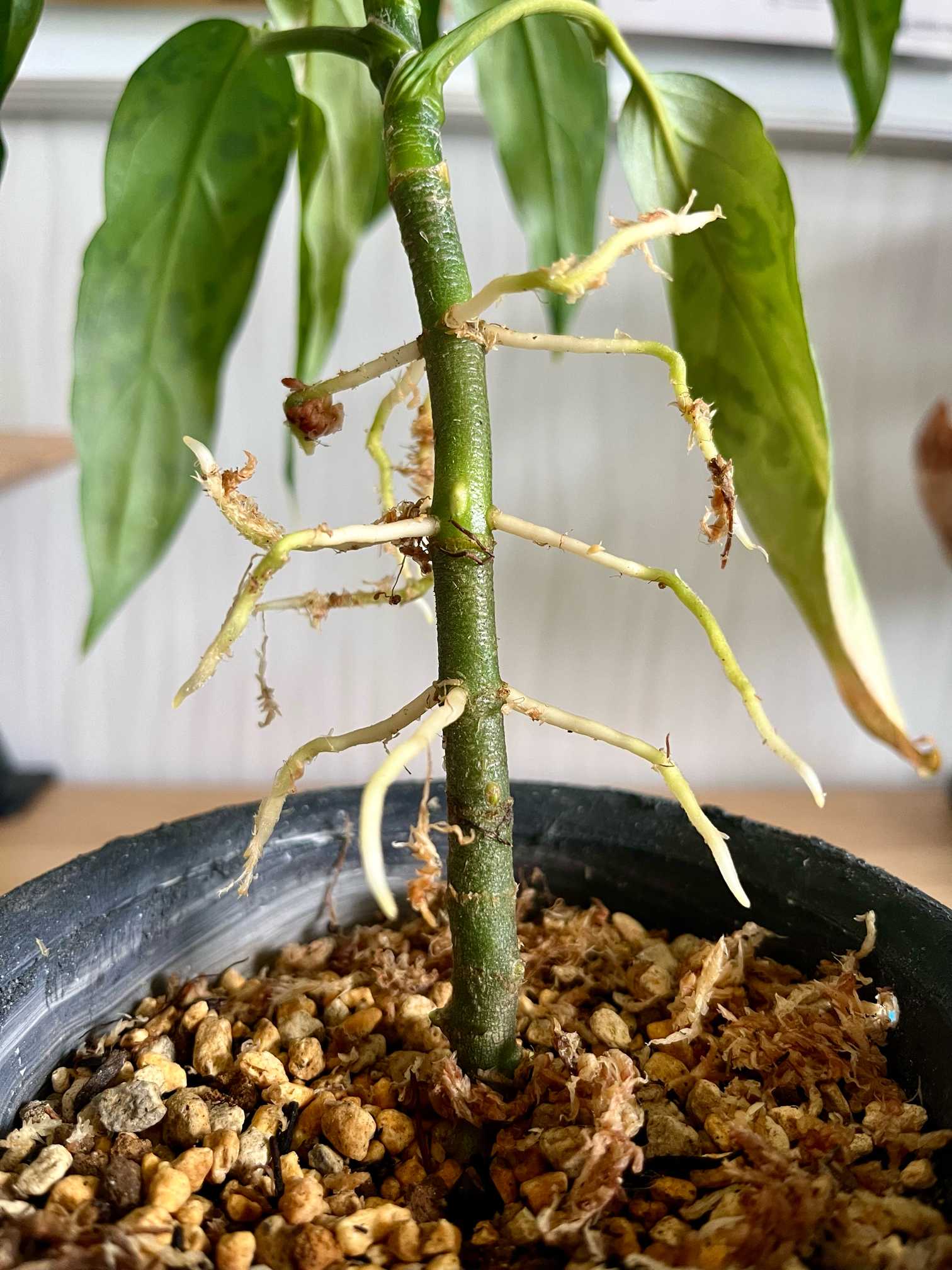 アグラオネマ ピクタム 細葉｜🍀GreenSnap（グリーンスナップ）