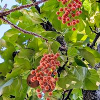 イイギリ,カリン,ヒョウタン,オナモミ,アオギリの画像