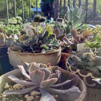 シャビアナ,ネオンブレーカーズ,シャビアナ ピンクフリル,スリラーパール,チーム長野の画像