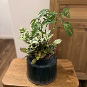 シンゴニウム,ペペロミア,ポトス,フィットニア,マドカズラの画像