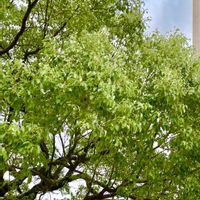 マツ,モミジ,モミジ,イチョウの画像