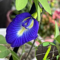 キンギョソウ,ホウセンカ,ルコウソウ,バタフライピー,こぼれ種の画像