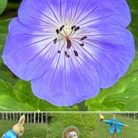 ゲラニウム,コラージュ,美しく青きドヨウ,チーム・ブルー,富士山の見える景色の画像