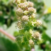 コスモス,コスモス,バーバスカム,バーバスカム,ヨモギの画像