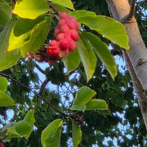 コブシ,かわいいな♡,美しい,大阪市靭公園,EXPO2025夢洲の画像