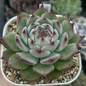 チワワエンシス,多肉植物,100均,エケベリア属,100均多肉の画像