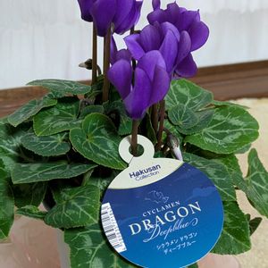 シクラメン,シクラメン,シクラメン,シクラメン,シクラメンの画像