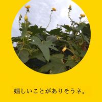 ヘチマ,ヘチマ,スマホ撮影,今日も笑顔で♡,いつもありがとう❤️の画像