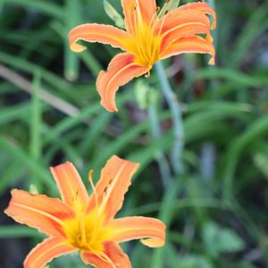 ネムノキ,カンゾウ,トベラの実,メジロさん,リュウキュウボタンヅルの画像