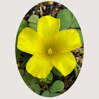 オキザリス,サルメンエビネ,ジエビネの画像