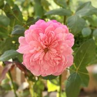 バラ,メアリーディレイニー,ピンクの花,つるバラ,トゲが少ないの画像