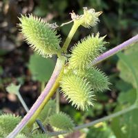 ゴマナ,アシタバ,イガオナモミ,キバナアキギリの画像