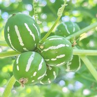 オキナワスズメウリ,オキナワスズメウリの実,山野草,こぼれ種,斑入り好き♡の画像