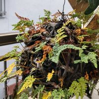 トキワシノブ,シノブ,DIY,吊りしのぶ,トキワシノブ♡の画像