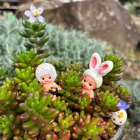 虹の玉,ジェットバース,アエオニウム　ピンクウィッチ,アエオニウム　粉玉錦,19日はピンクの日!の画像