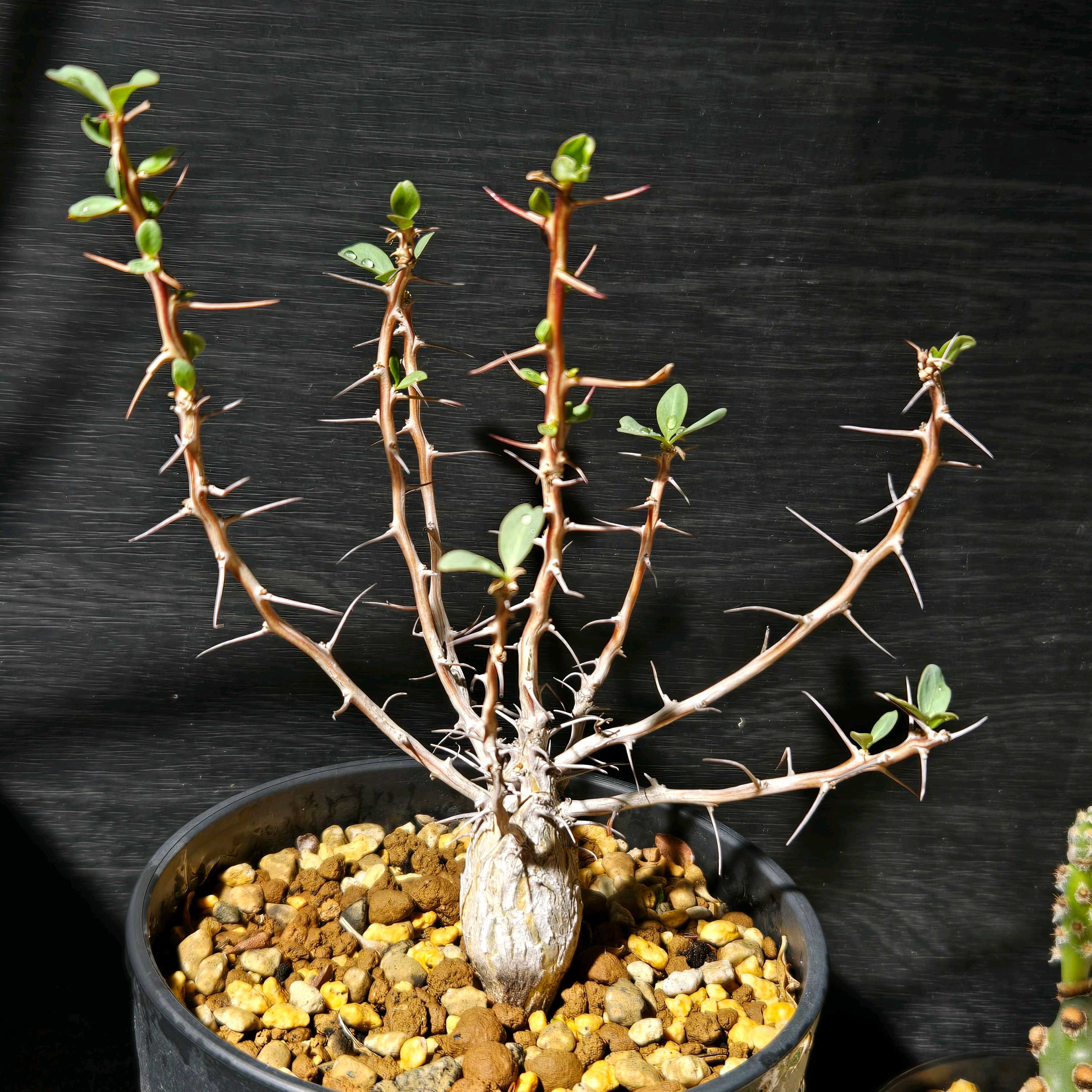 フォークイエリア コルムナリスの一覧｜🍀GreenSnap（グリーンスナップ）