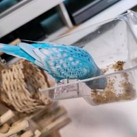 サフィニア,モナルダ,こっこ,モナルダです,こっこご飯食べてますの画像