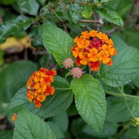 オジギソウ,開花中,嬉しい❤️,ランタナ☆,癒し❤の画像