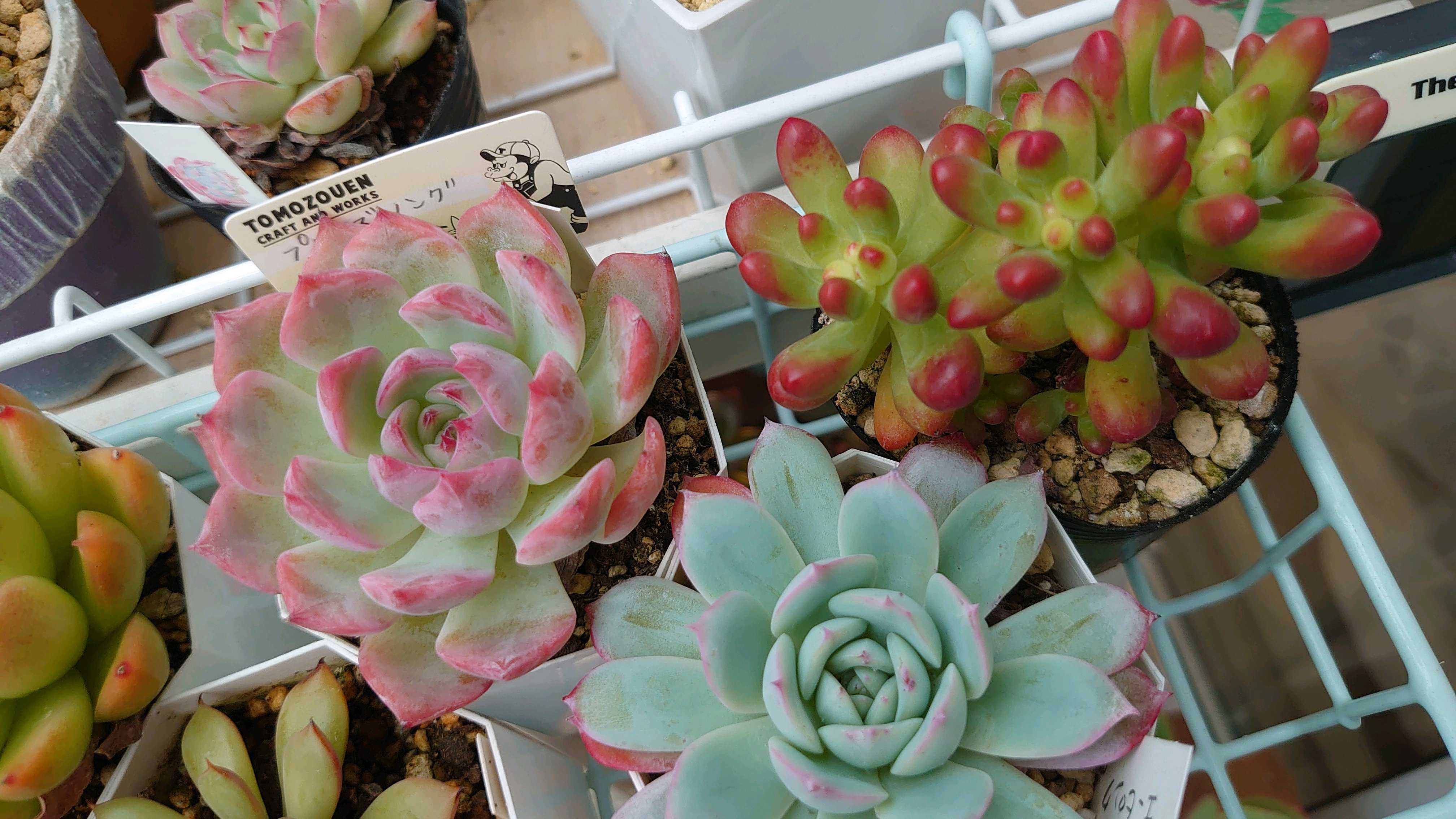 赤と緑のグラデーションが美しい！多肉植物の「夕映え」とは