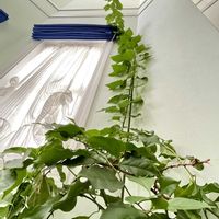 ブーゲンビリア,エバーフレッシュ,ディフェンバキア,カメムシ,フィロデンドロンボブシーの画像