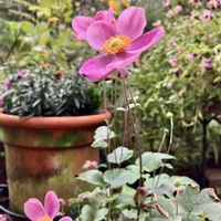 セイヨウニンジンボク,紫陽花マジカル,ハイビスカス  デニムブルー,シュウメイギク ももいろブーケ,エゴの画像