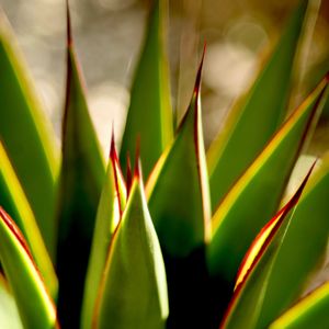 Agave 'Blue Glow',玉ボケ倶楽部,京浜カクタスクラブ,車庫の画像