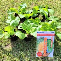 白菜,オレンジミニ白菜,オレンジミニ白菜,オレンジミニ白菜,オレンジミニ白菜の画像