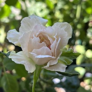 バラを楽しむ,和ばら,ローズファームケイジ,バラが好き,和薔薇の画像