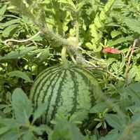 スイカ,スイカ,ガクアジサイ,シロシキブ,シロシキブの画像