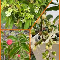 オオデマリ,ヤマボウシ,クラリンドウ,ホンコンエンシス,可愛いの画像