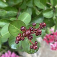 サルスベリ,サルスベリ,釈迦堂遺跡博物館の画像