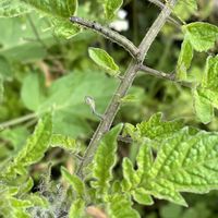 トマト,飛んできたのかな♡小鳥のオトシモノかな♡( 種 )の画像