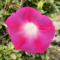 アサガオ,お出かけ先にての画像