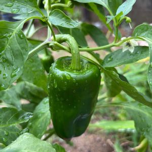 ピーマン,ピーマン,プランター野菜,収穫,夏野菜の画像