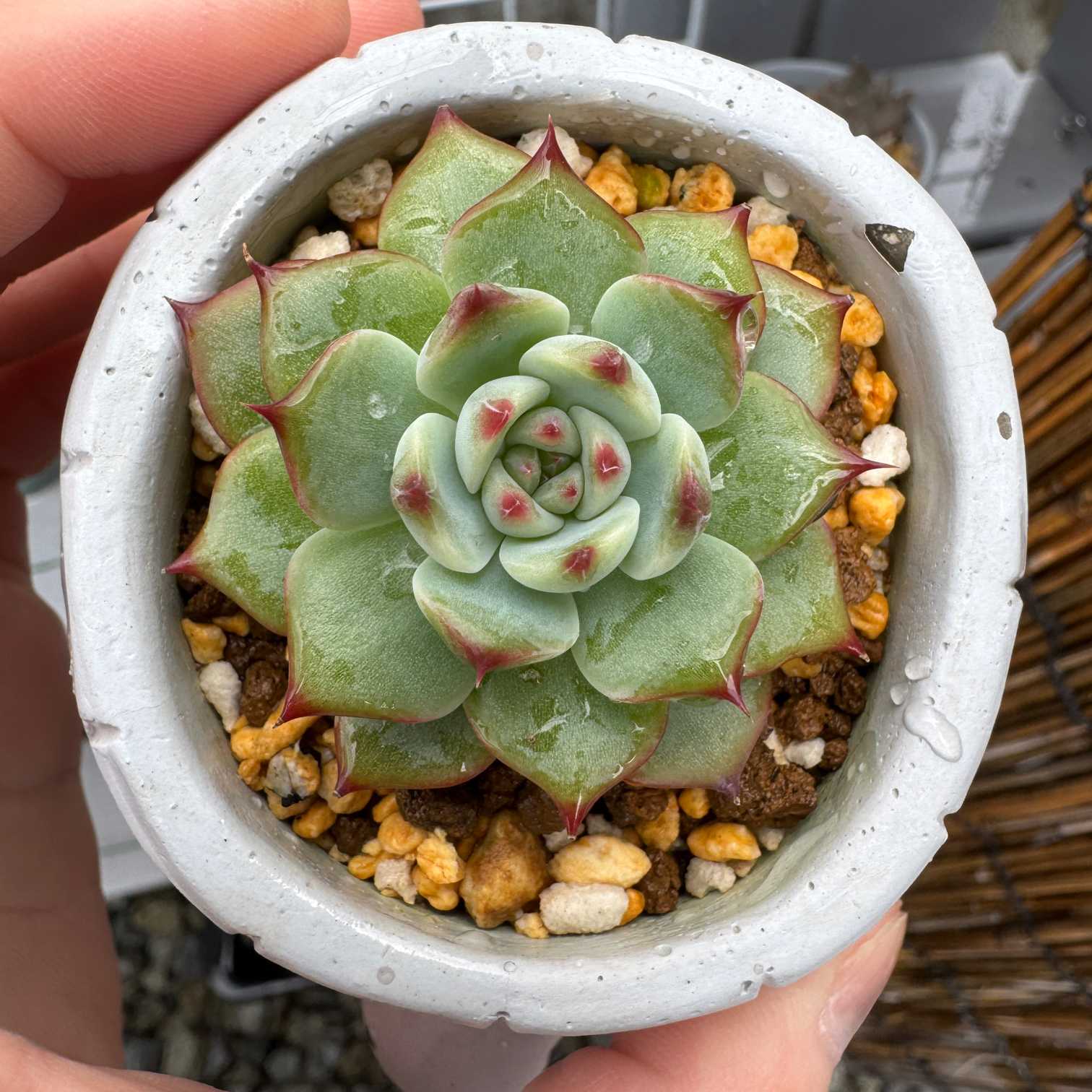 1015-Q021 コールドブーケ25個 ☆多肉植物 エケベリア 韓国