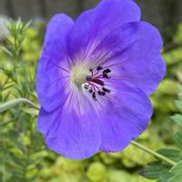 ゲラニウム,フウロソウ,ゲラニウムロザンネ,山野草,耐寒性宿根草の画像