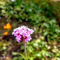 ヤナギハナガサ,三尺 バーベナの画像