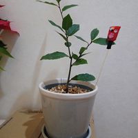 月桂樹,部屋の画像