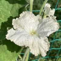 ヒョウタン,ヒョウタン,公園,花壇,ガーデニングの画像