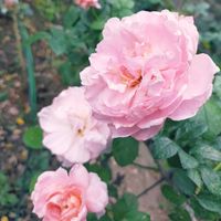 バラ,デルバール,秋の花,庭の画像