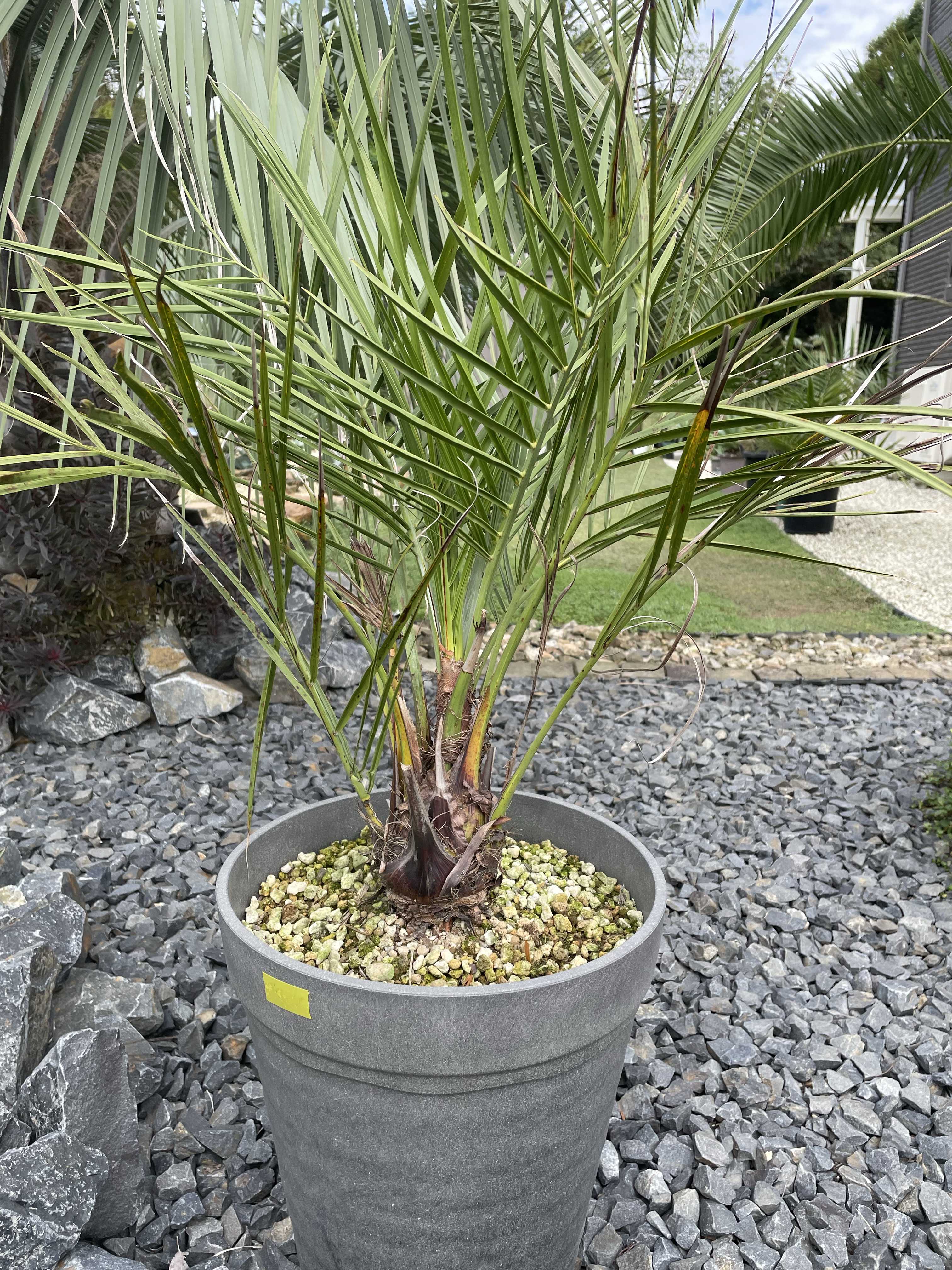 チリサケヤシの一覧｜🍀GreenSnap（グリーンスナップ）