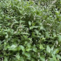 蓼藍(タデアイ)の画像