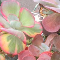 リーフレタス,デザートローズ,斑入りデザートローズ,マジックジャムゴールド .,ベランダの画像