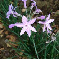 ツルバキアの画像