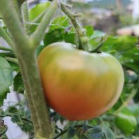 ガザニア,千日紅,トマト,ルコウソウの画像