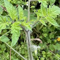 トマト,飛んできたのかな♡小鳥のオトシモノかな♡( 種 )の画像