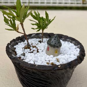 クチナシ,一寸法師,梔子,盆栽,自作鉢の画像