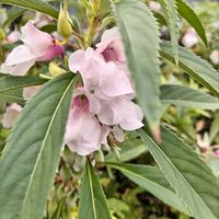 ホウセンカの画像